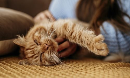 Brinquedos para Gatos: As Melhores Opções para Diversão e Bem-Estar do Seu Pet